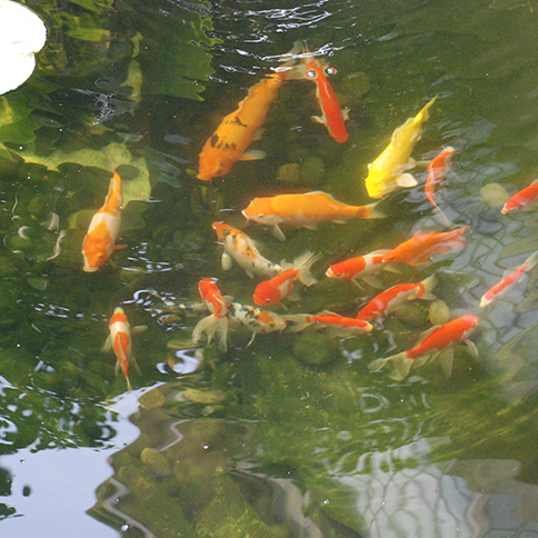 家天井鱼池