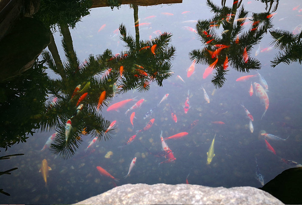 景观鱼池水质处置