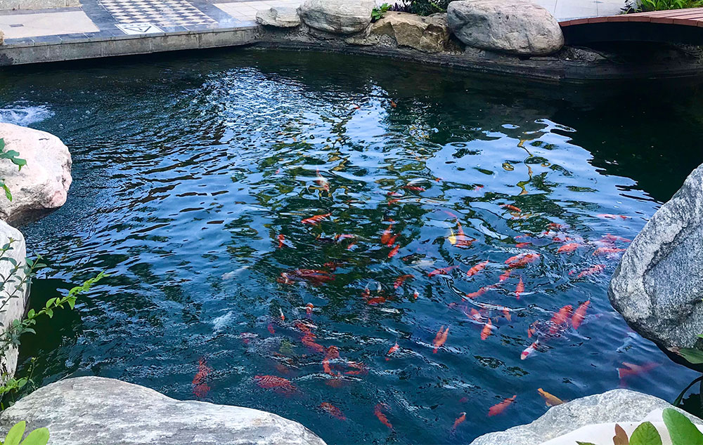 酒店景观鱼池水质处置